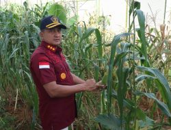 Kalapas Edi Panen Jagung Segar di Dalam Lapas Narkotika Tanjungpinang