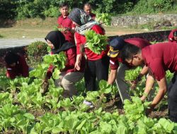 Hasil Kemandirian Napi, Lapas Narkotika Tanjungpinang Panen 50 Kg Sawi Putih
