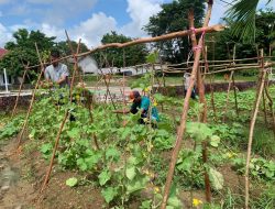 Lapas Narkotika Tanjungpinang Tanam Bibit Melon Madu di Kebun