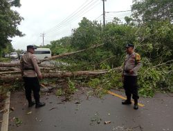 Cekatan, Polsek Gunung Kijang Polres Bintan Singkirkan Pohon Tumbang Yang Menghalangi Lalulintas Jalan Raya