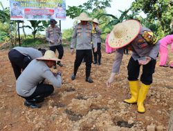 Dukung Program Pemerintah, Kapolres Bintan Laksanakan Penanaman Perdana 2000 Bibit Jagung