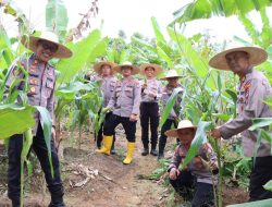 Polres Bintan Panen Raya Jagung Tahap Kedua, Dukung Program Ketahanan Pangan Nasional