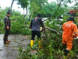 BPBD Tanjungpinang Tanggap Cepat Evakuasi Dua Pohon Tumbang Saat Hujan Deras
