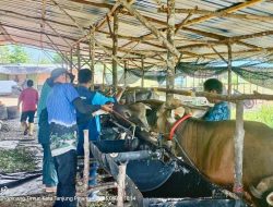 DPPP Tanjungpinang Pastikan Kesehatan Hewan Kurban Jelang Iduladha