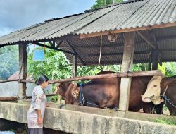 DPPP Tanjungpinang Imbau Warga Pilih Hewan Kurban Berlabel SL