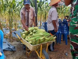 Panen Raya Jagung, Polresta Tanjungpinang Gencarkan Program Ketahanan Pangan