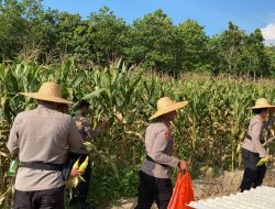 Optimalisasi Lahan Kosong, Polres Bintan Kembali Panen Jagung