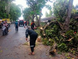 BPBD Tanjungpinang Tangani Dua Kejadian Pohon Tumbang Akibat Angin Kencang