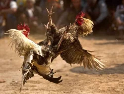 APH Tidak Berkutik Menutup Gelanggang Sabung Ayam Dan Judi Cingkoko di KM 15 Tanjungpinang