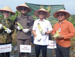 Perkuat Pangan Lokal, Kejari dan Pemko Tanjungpinang Panen Bersama