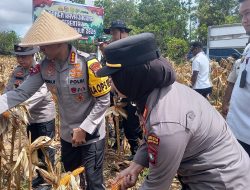 Panen Raya Jagung Polsek KKP di Dompak Hasilkan Satu Ton, Dukung Ketahanan Pangan