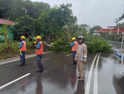 Pohon Tumbang Timpa Kabel Listrik di Senggarang, Polisi Bersama PLN Lakukan Evakuasi