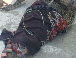 Evakuasi Dramatis, Buaya 4 Meter Diamankan dari Pesisir Batu 8 Atas Tanjungpinang