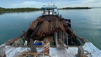 Ditpolairud Polda Kepri Gagalkan Penyelundupan 12.000 Batang Kayu Bakau ke Singapura