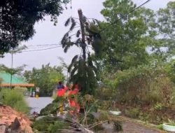 Pohon Tumbang Timpa Kabel Listrik di Kijang Kencana Tanjungpinang, BPBD Lakukan Penanganan