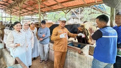 DPPP Tanjungpinang Pastikan Hewan Kurban Sehat Jelang Iduladha 1447 Hijriah