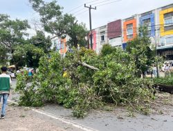 Pohon Tumbang di KM 10 Tanjungpinang, Dua Pengendara Terluka dan Lalu Lintas Sempat Tersendat