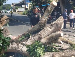 Pohon Tumbang di Simpang Bea Cukai Tanjungpinang Sebabkan Tiga Pengendara Terluka