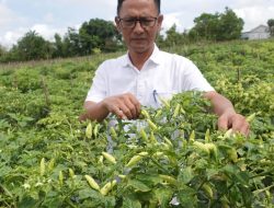 Anggaran penanaman Bibit Cabai Toapaya Selatan Rp.291.000.000, Kepala Desa Toapaya Selatan Bungkam