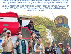 Menjelang HUT Kemerdekaan RI ke-81, Bulog Singkawang berhasil mencapai 100% penyerapan Gabah/Beras dari target tahun 2026