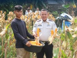 Kalapas Fauzi Ikut Panen Jagung dan Tinjau Peternakan Bersama Kakanwil Ditjenpas Kepri