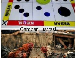 Perputaran Uang Hingga Ratusan Juta, Siapa Yang Membekingi Judi Dadu Cengkoko di Gelanggang Ayam KM 15